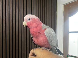 Cockatoo birds Baby galah cockatoo and cage - Advert 2