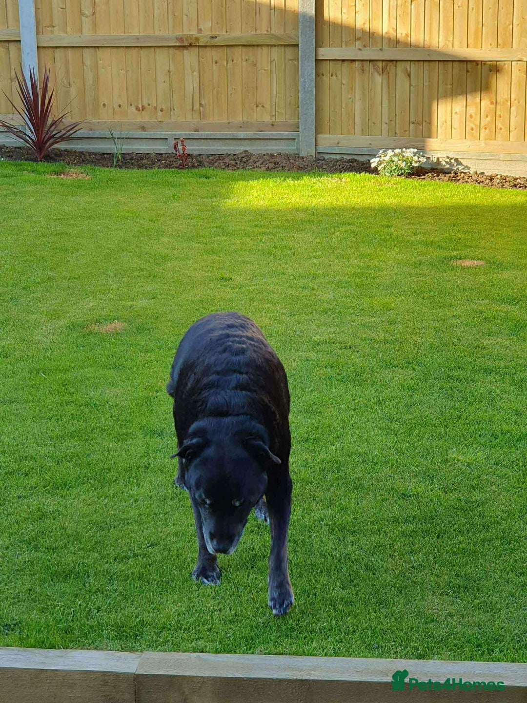 Labrador Retriever dogs for adoption: Bruno 5 lab mix Macedonian rescue  - Advert 4