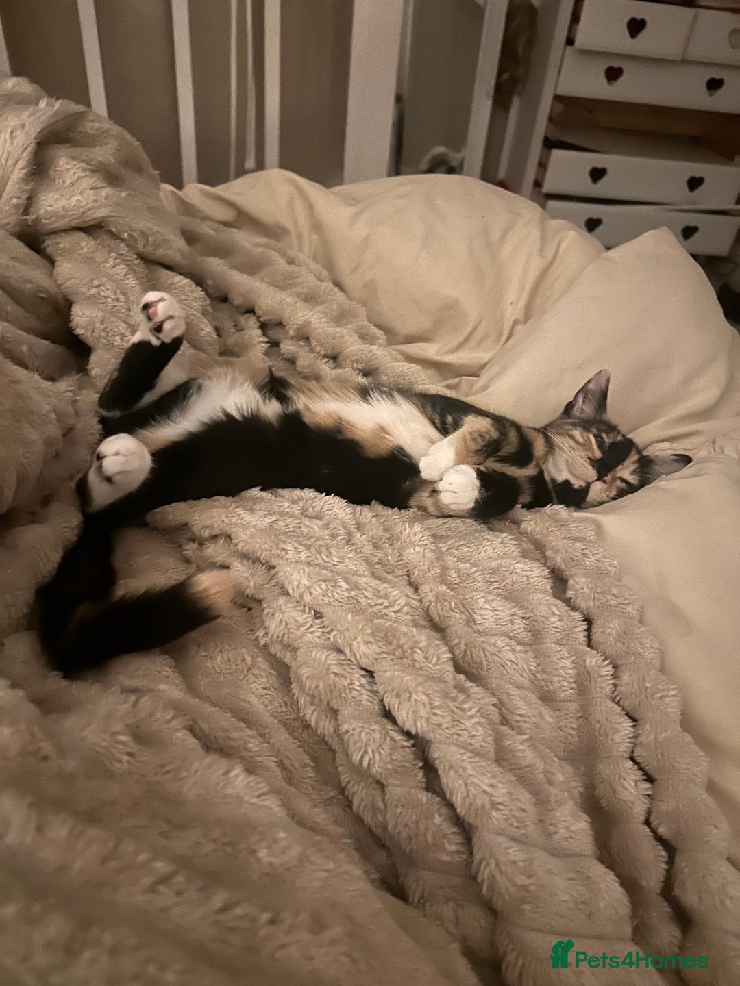 British Shorthair cats for sale: Rehoming my Sweet Baby girl rare Chimera  - Advert 7