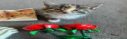 Mixed Breed cats for sale: 🐾 Gorgeous Blue-Eyed Kittens 🐾 in Halesowen - Advert 1