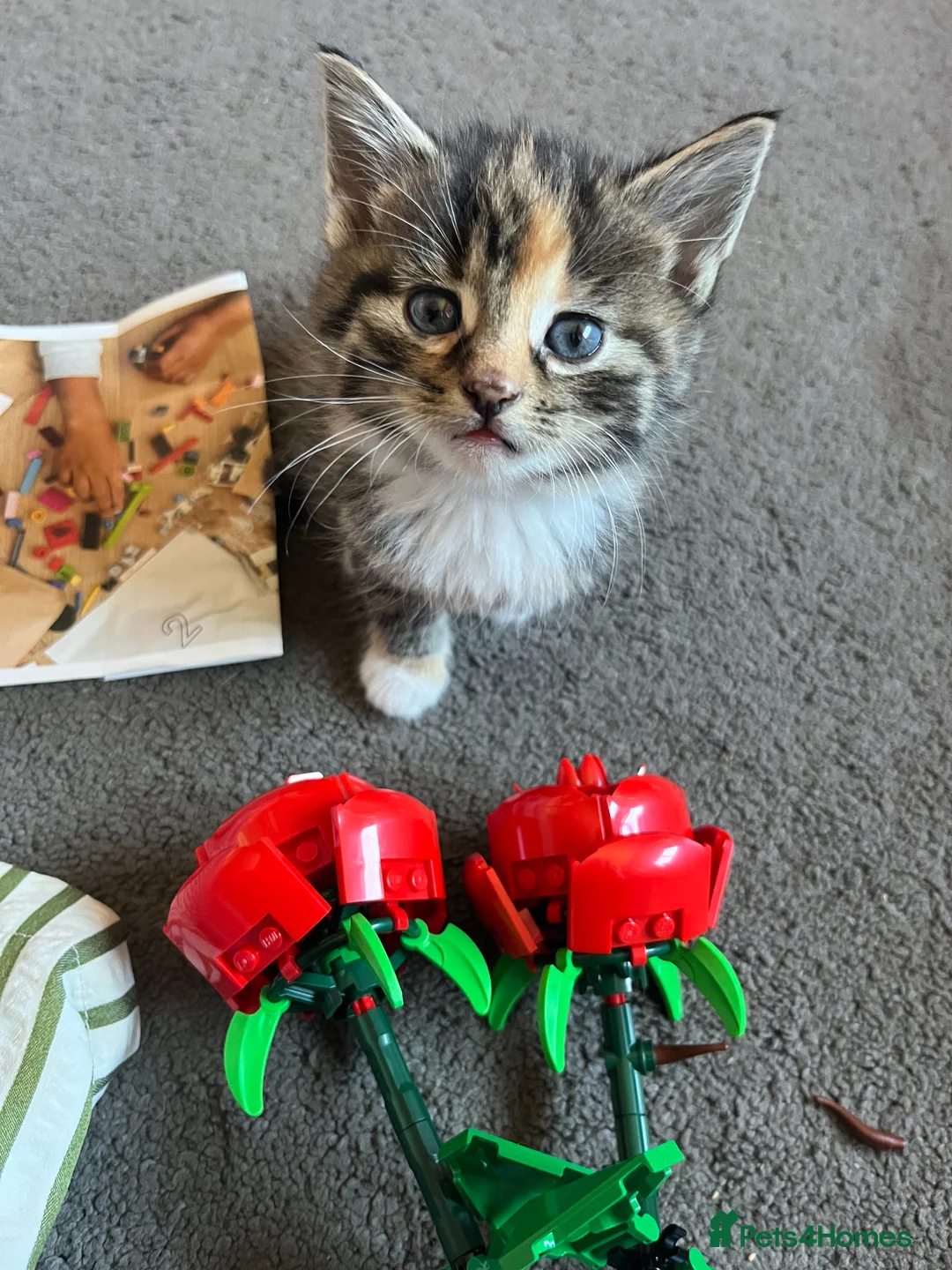 Mixed Breed cats for sale: 🐾 Gorgeous Blue-Eyed Kittens 🐾 in Halesowen - Advert 1