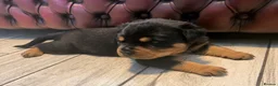 Rottweiler dogs for sale: STUNNING KC OLDER FEMALE FROM TK’s LINES - Advert 8