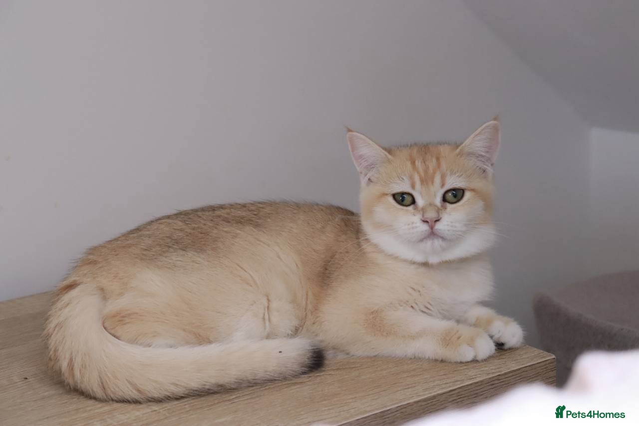 British Shorthair cats Ready Champion lines BSH kittens  - Advert 1