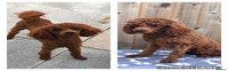 Toy Poodle dogs for stud: Mahogany deep red toy poodle proven stud in Bradford - Advert 1