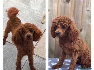 Toy Poodle dogs in Bradford - Advert 15