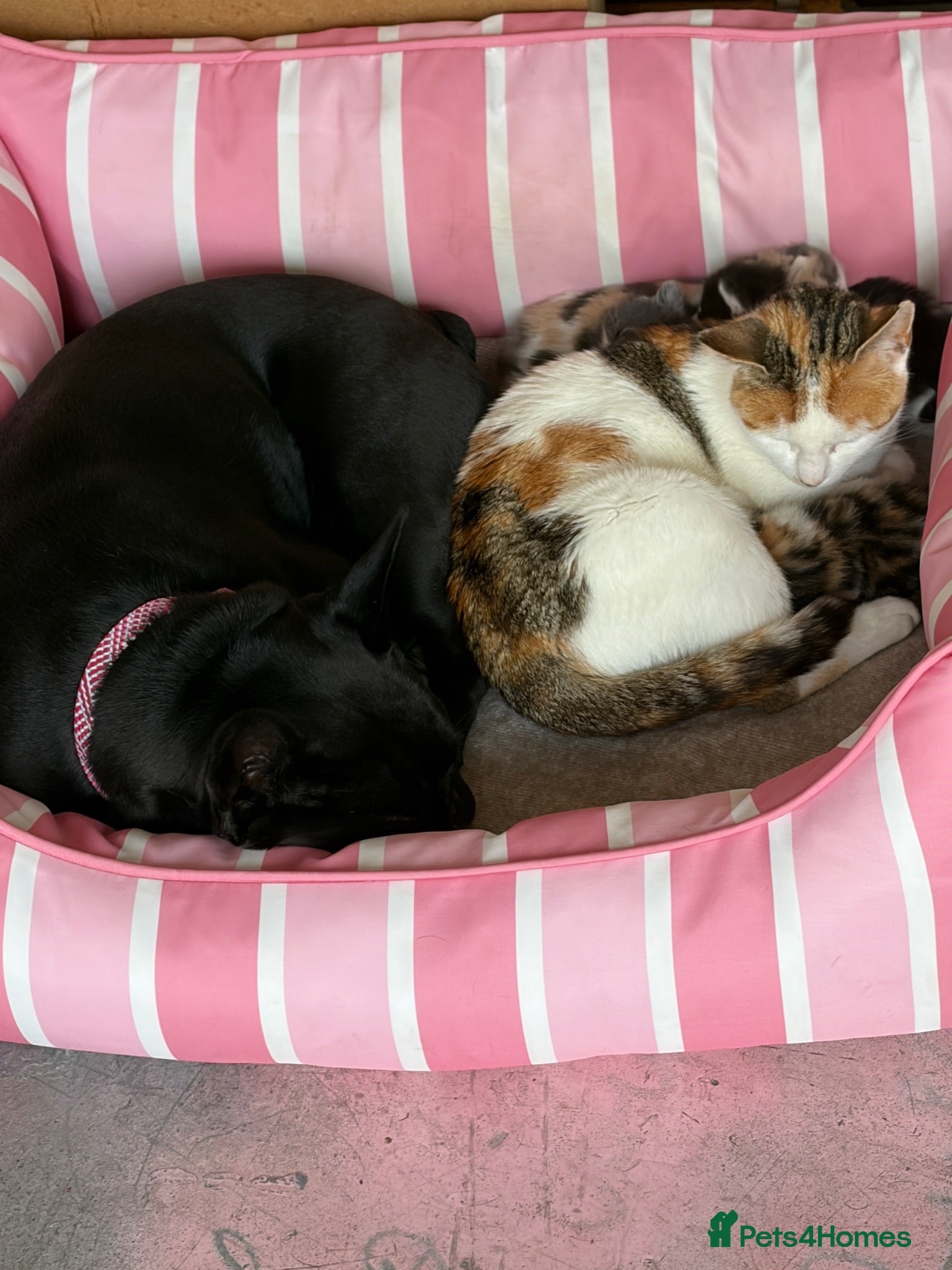 Domestic Shorthair cats 4 Female kitten  - Advert 6