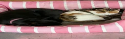 Domestic Shorthair cats for sale: 4 Female kitten  - Advert 1