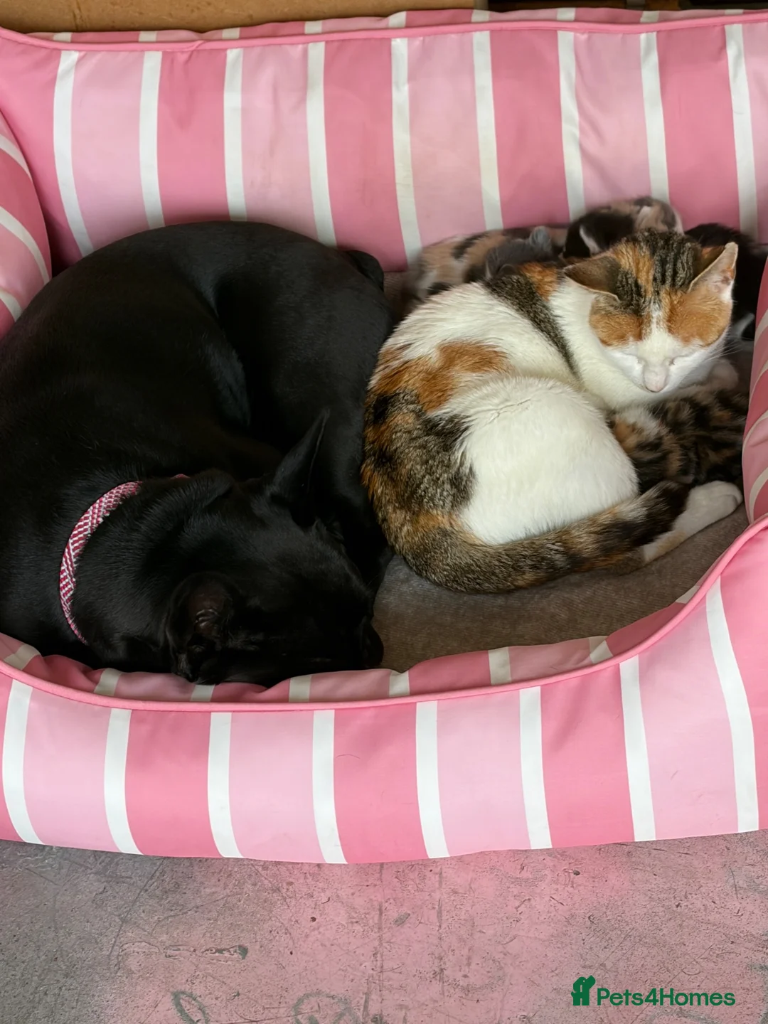 Domestic Shorthair cats for sale: 4 Female kitten  - Advert 1