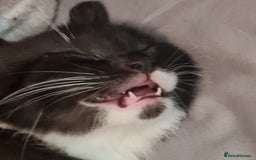 Mixed Breed cats for sale: 2 Beautiful little Boy kittens tabby & black white - Image 13