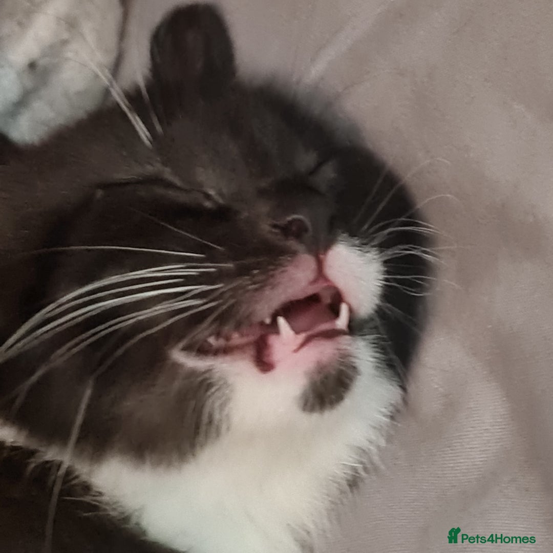 Mixed Breed cats for sale: 2 Beautiful little Boy kittens tabby & black white - Image 13