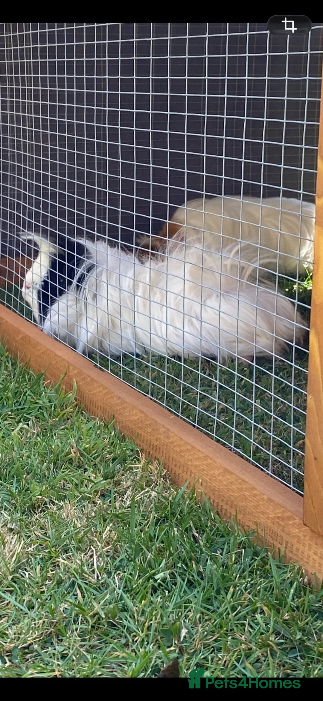 Guinea Pig rodents for sale: 2 male guinea pigs brothers  in Hartlepool - Advert 2