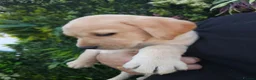 Labrador Retriever dogs for sale: 🐾 Labrador Puppies for Sale 🐾 in Folkestone - Advert 35