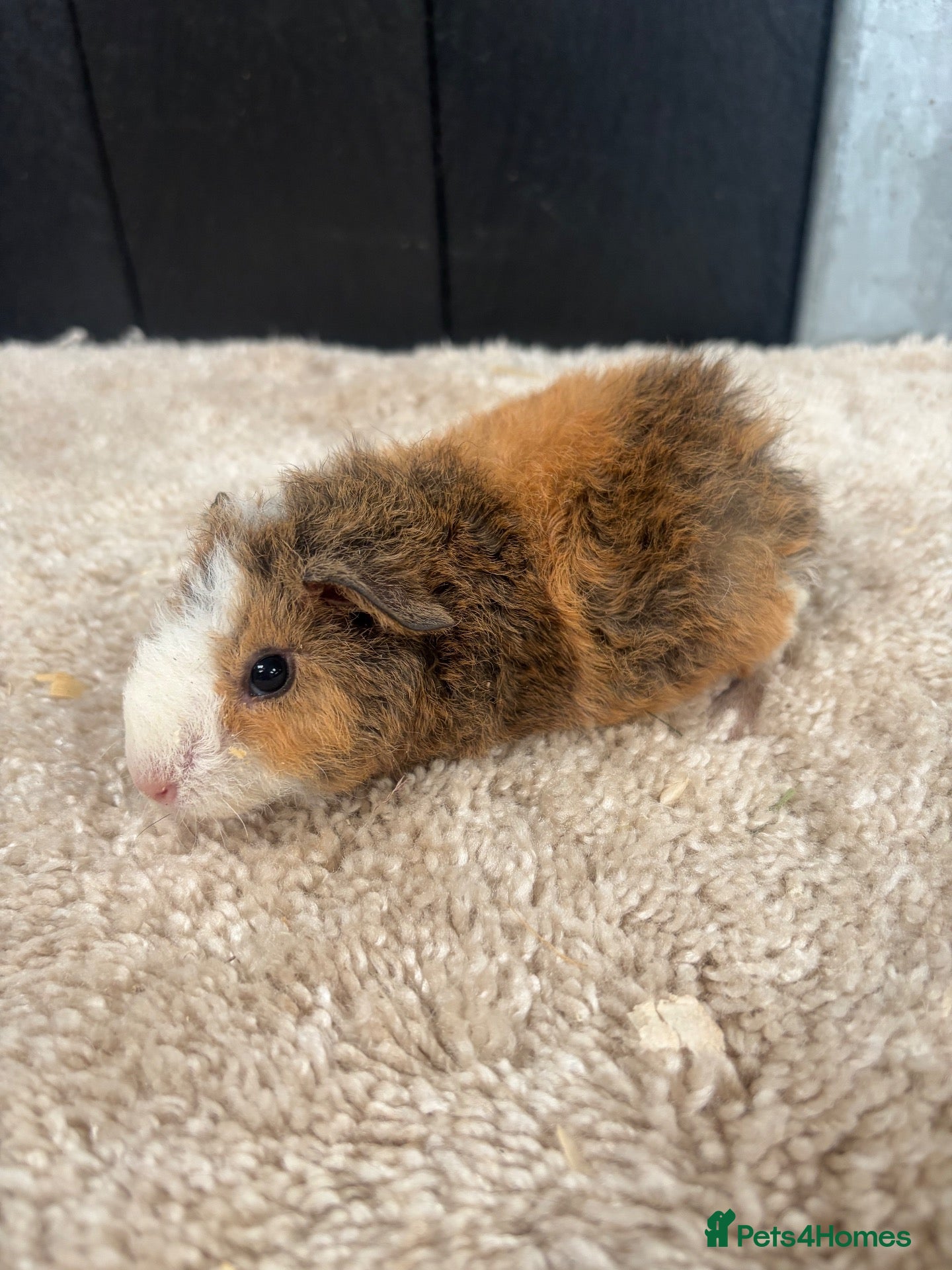 Guinea Pig rodents Baby Guinea pigs - Advert 16