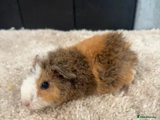 Guinea Pig rodents Baby Guinea pigs - Advert 16