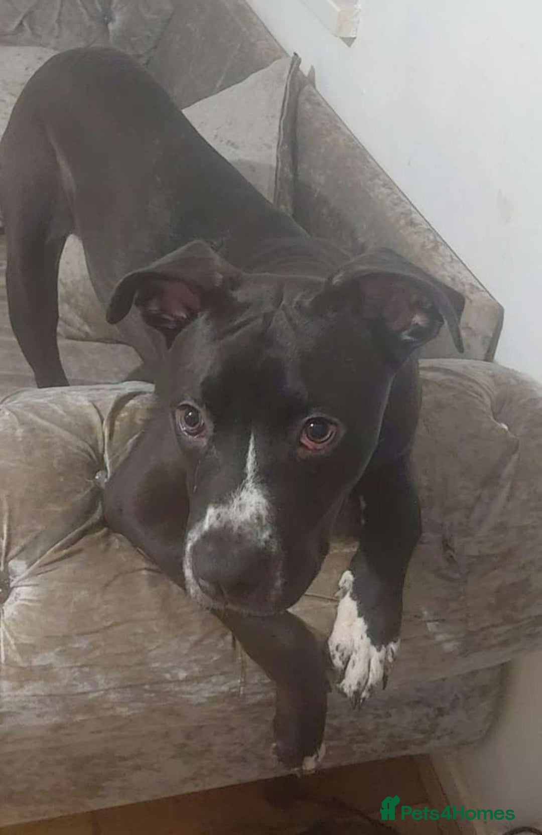 Mixed Breed dogs for sale: Cane corso x male pup - Advert 4