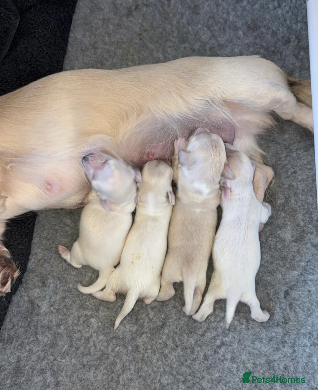 Miniature Dachshund dogs for sale: Longhair Cream Mini Dachshund Puppies  - Advert 11