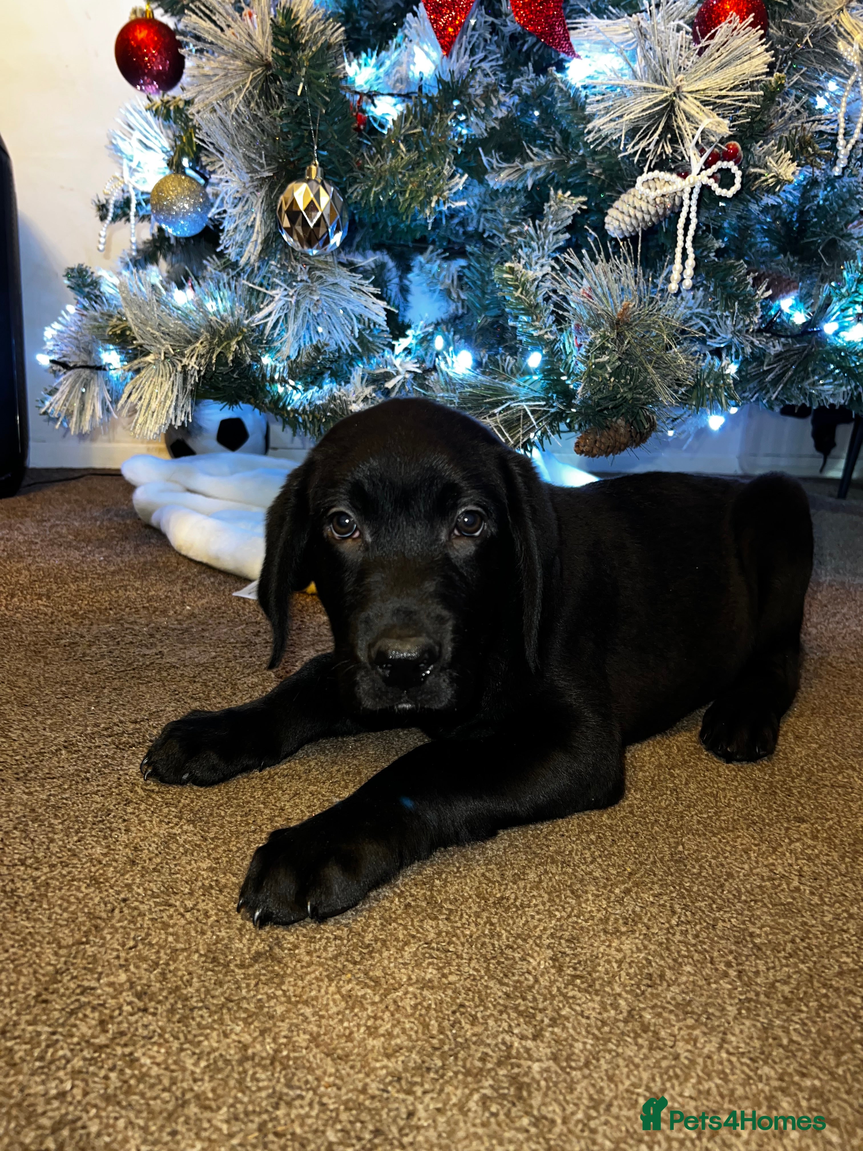 Labrador Retriever dogs Lablador retriever puppy 1 black male left  - Advert 11