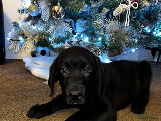 Labrador Retriever dogs Lablador retriever puppy 1 black male left - Advert 14