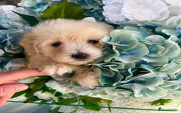 Maltipoo dogs for sale: Maltipoo puppies - Image 13
