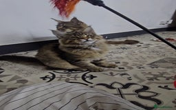 Maine Coon cats for sale: Pedigree Maine Coon boy from tested parents  - Image 12