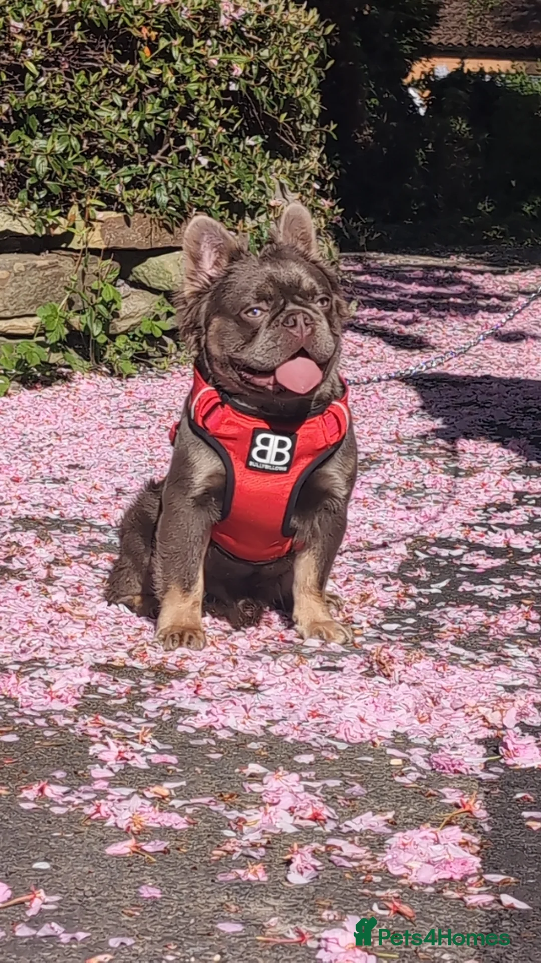 French Bulldog dogs for stud: Skittles, Isabella tan, fluffy, pink carrier in Sheffield - Advert 2