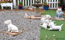 West Highland Terrier dogs for sale: Gorgeous West Highland Terrier Puppies - Image 19