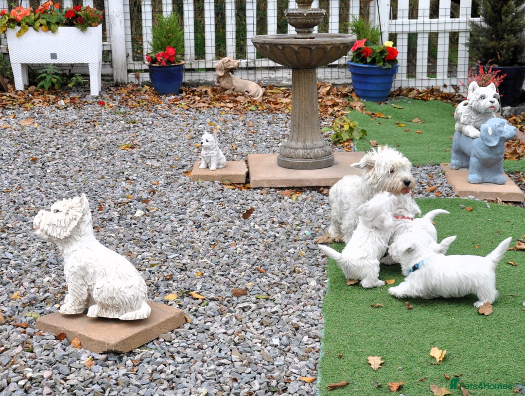 West Highland Terrier dogs for sale: Gorgeous West Highland Terrier Puppies - Image 19
