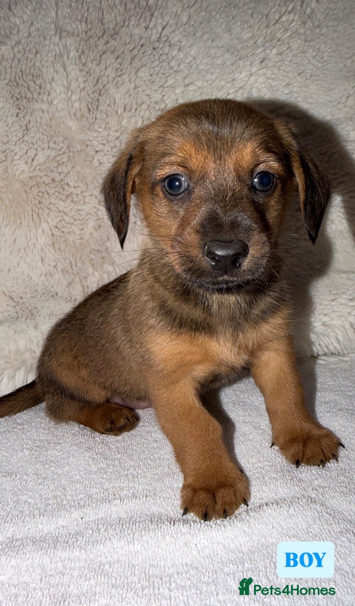 Mixed Breed dogs Dameranian puppies for sale  - Advert 1