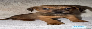 Mixed Breed 1