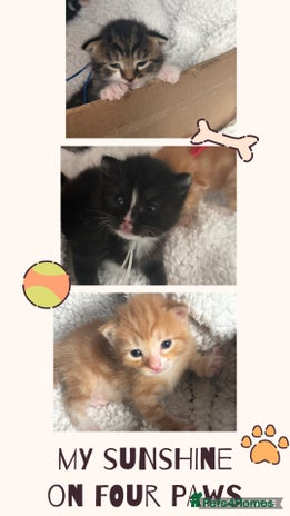 Mixed Breed cats 3 boy left - Advert 2