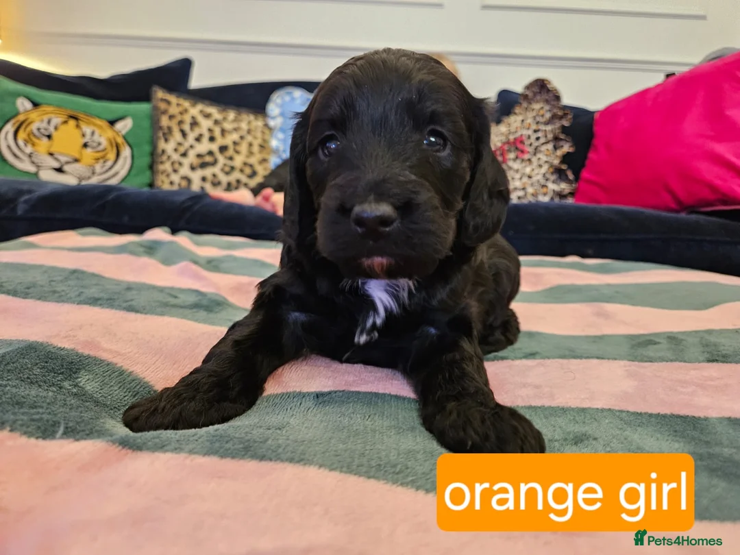 Sproodle dogs for sale: Sproodle puppies  - Advert 6