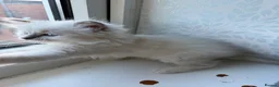 Ragdoll cats for sale: Perfect Blue Point Ragdoll kittens. - Advert 13