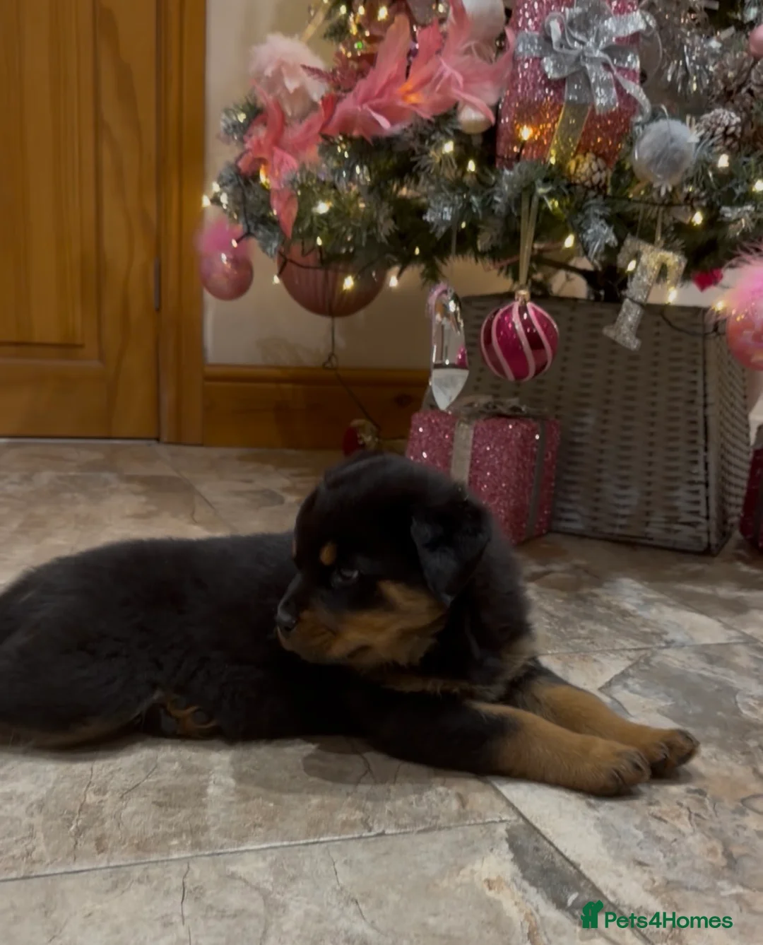 Rottweiler dogs for sale: READY NOW 2 female Rottweiler puppies - Advert 14