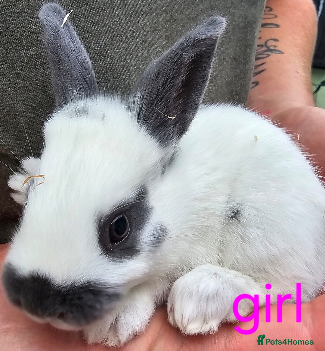 English Spot rabbits for sale: English spot x continental giant  - Image 6