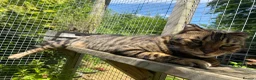 Bengal cats for sale: Full Bengal Brown Rosetted Female - Mia (Mims) - Advert 19