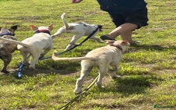 Mixed Breed dogs for adoption: Dawn - Norwich Norfolk  - Image 13