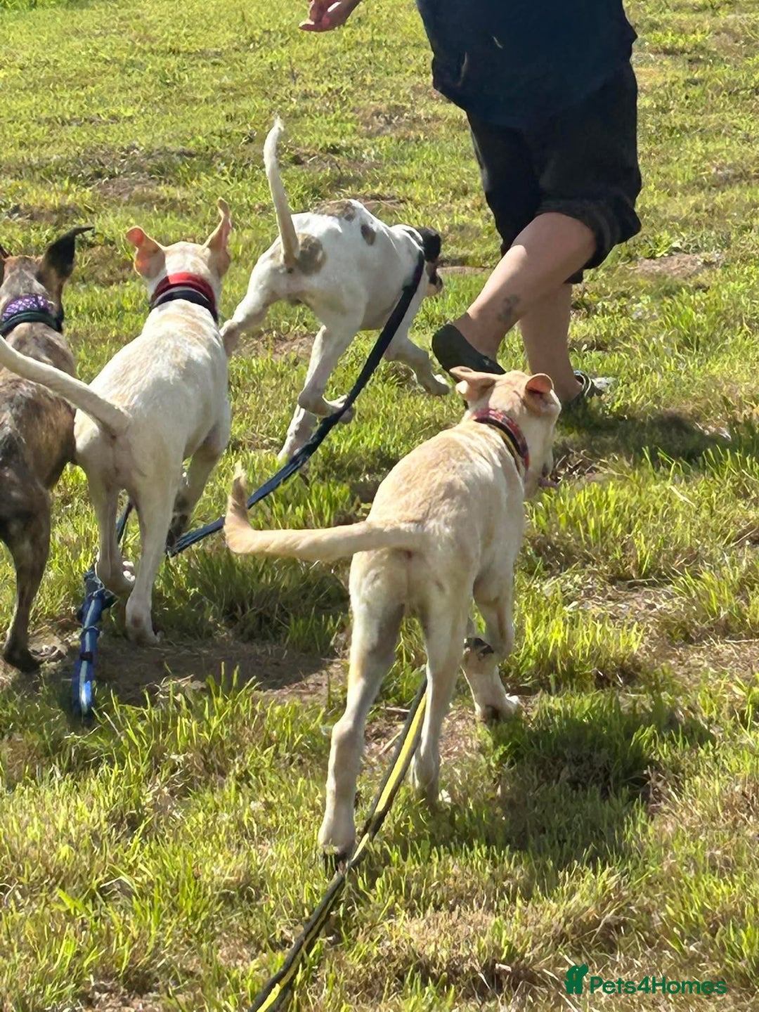 Mixed Breed dogs for adoption: Dawn - Norwich Norfolk  - Image 13