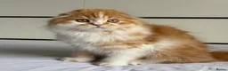 Scottish Fold cats for sale: Scottish Fold TICA Pedigree  - Advert 6
