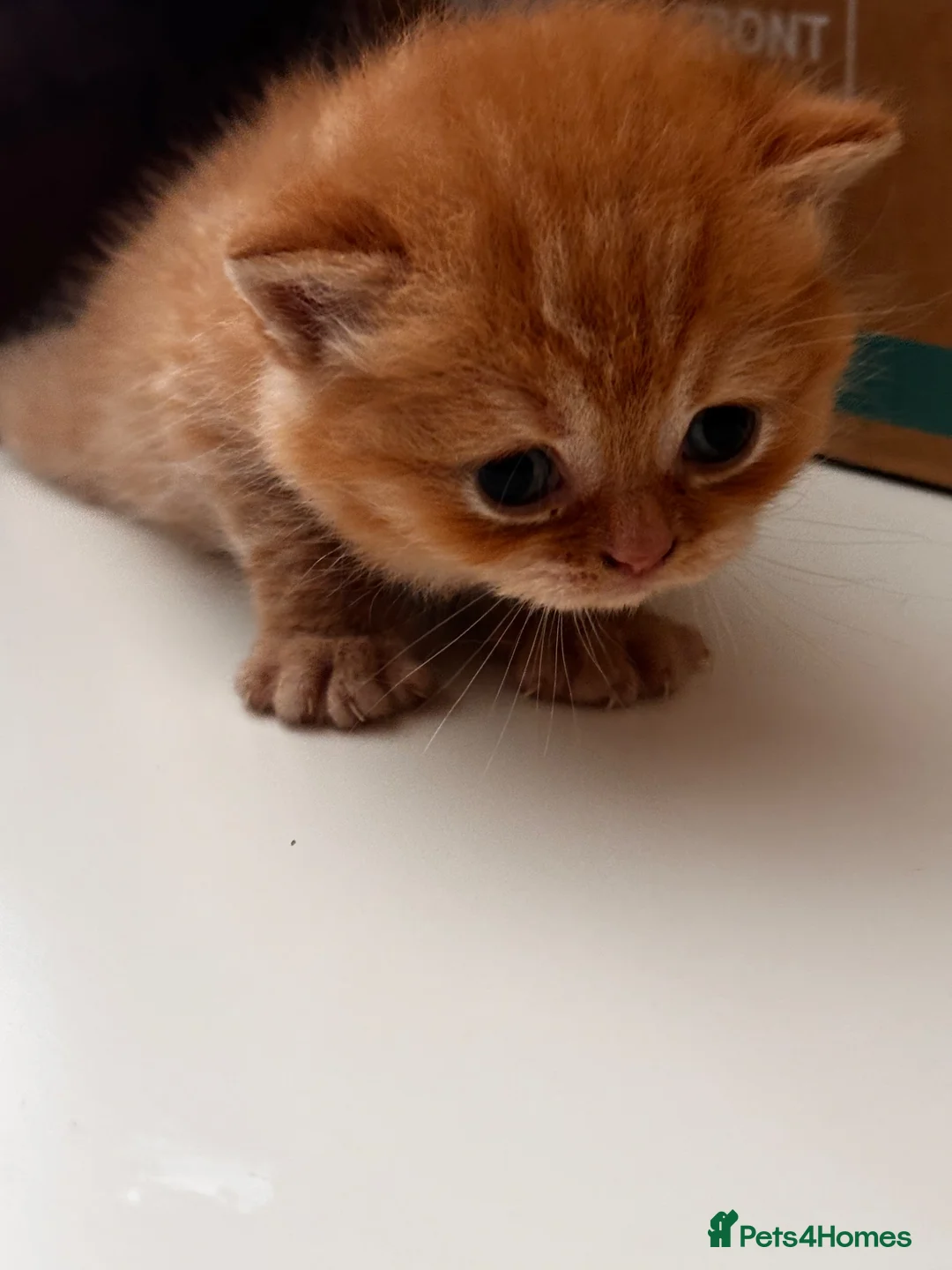 British Shorthair cats for sale: British shorthair kittens  - Advert 2