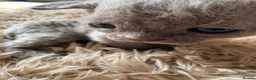 Devon Rex cats for sale: TICA Registered Devon Rex Lilac Kittens  - Advert 3