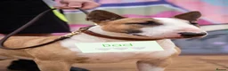 English Bull Terrier dogs for sale: ENGLISH BULL TERRIER PUPPYS - Advert 14