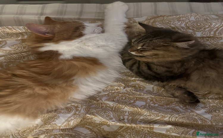 British Longhair cats - Advert 1