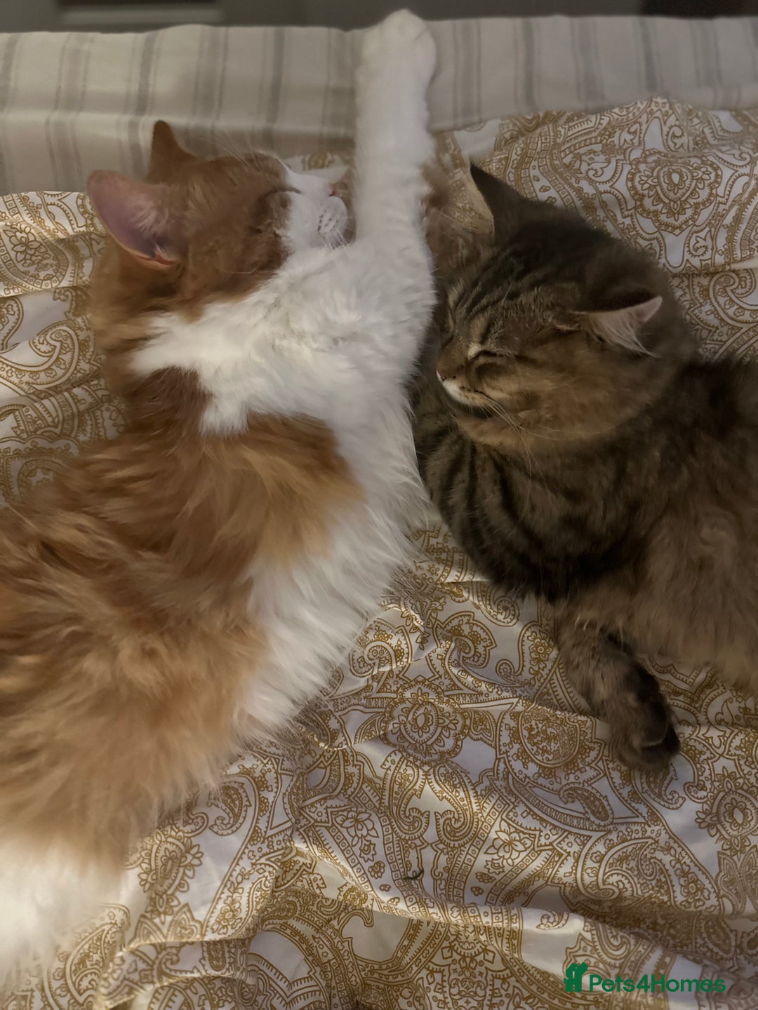 British Longhair cats for sale: 2 beautiful and loving boys - Image 1