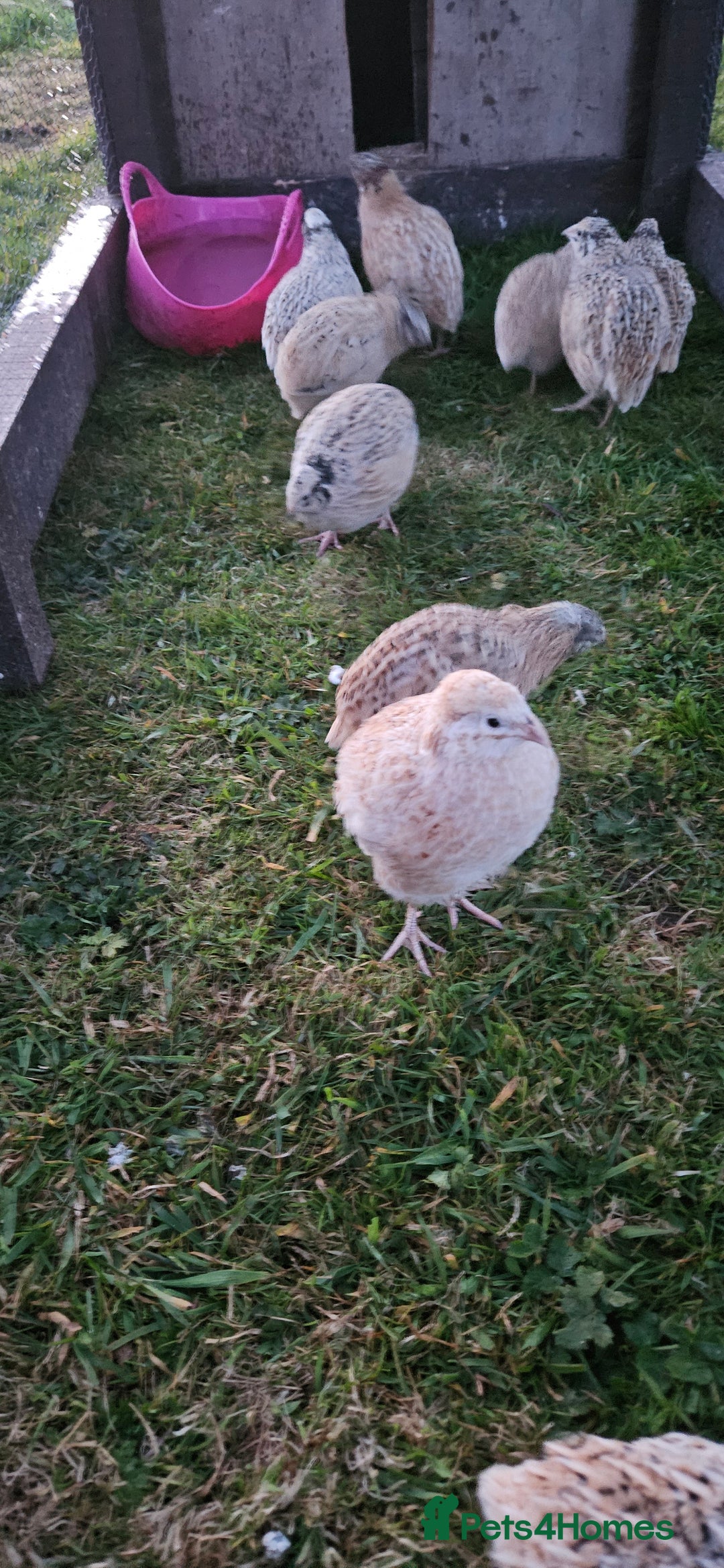 Quail poultry for sale: Conturnix and Japanese quail for sale 8 pound each - Image 4