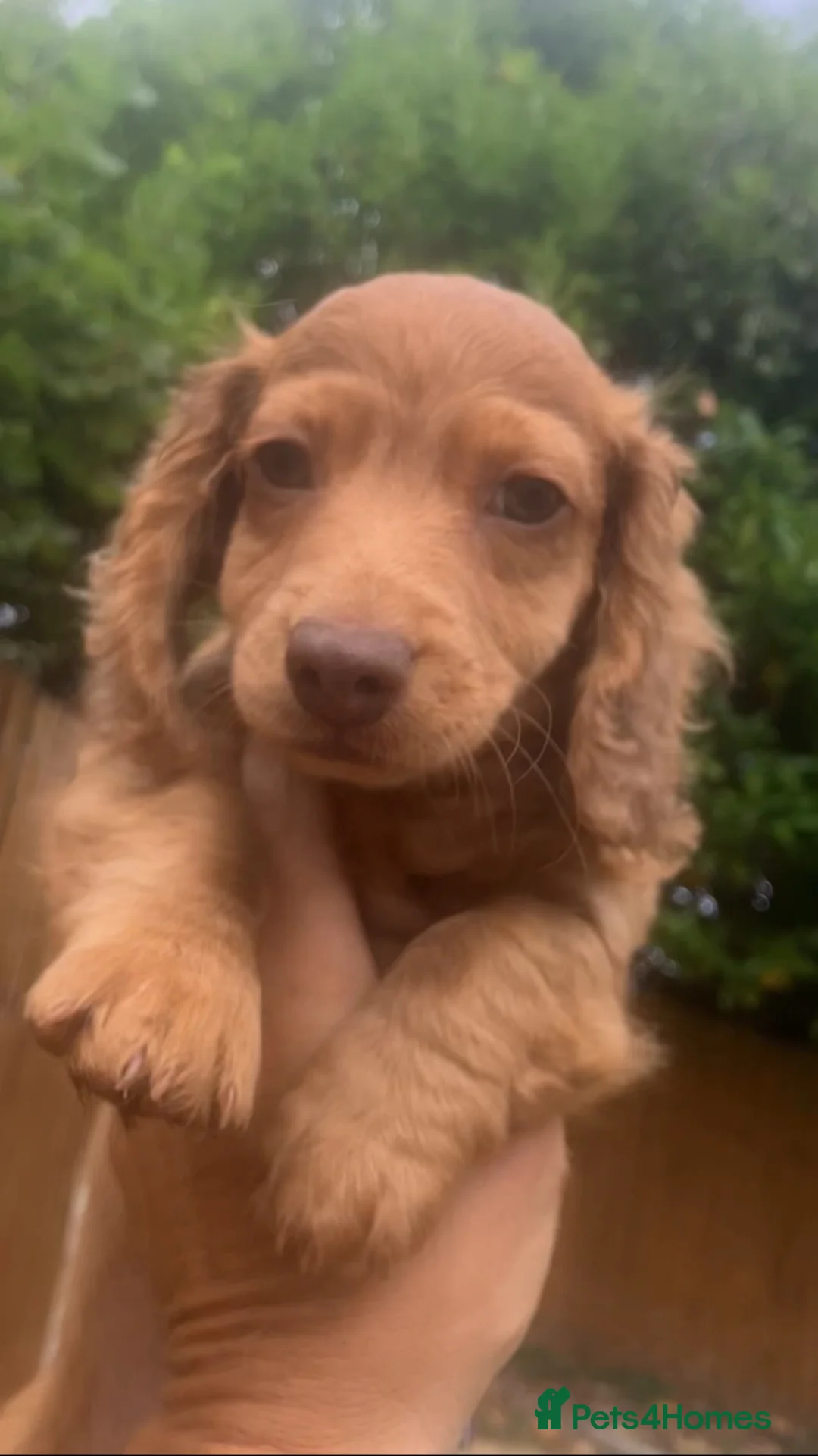 Miniature Dachshund dogs for sale: REDUCED  - Advert 1