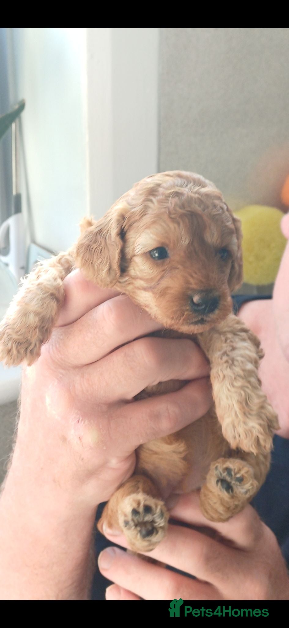 Cavapoo dogs HEALTH-TESTED CAVAPOO ETHICAL RESPONSIBLE BREEDING - Advert 2