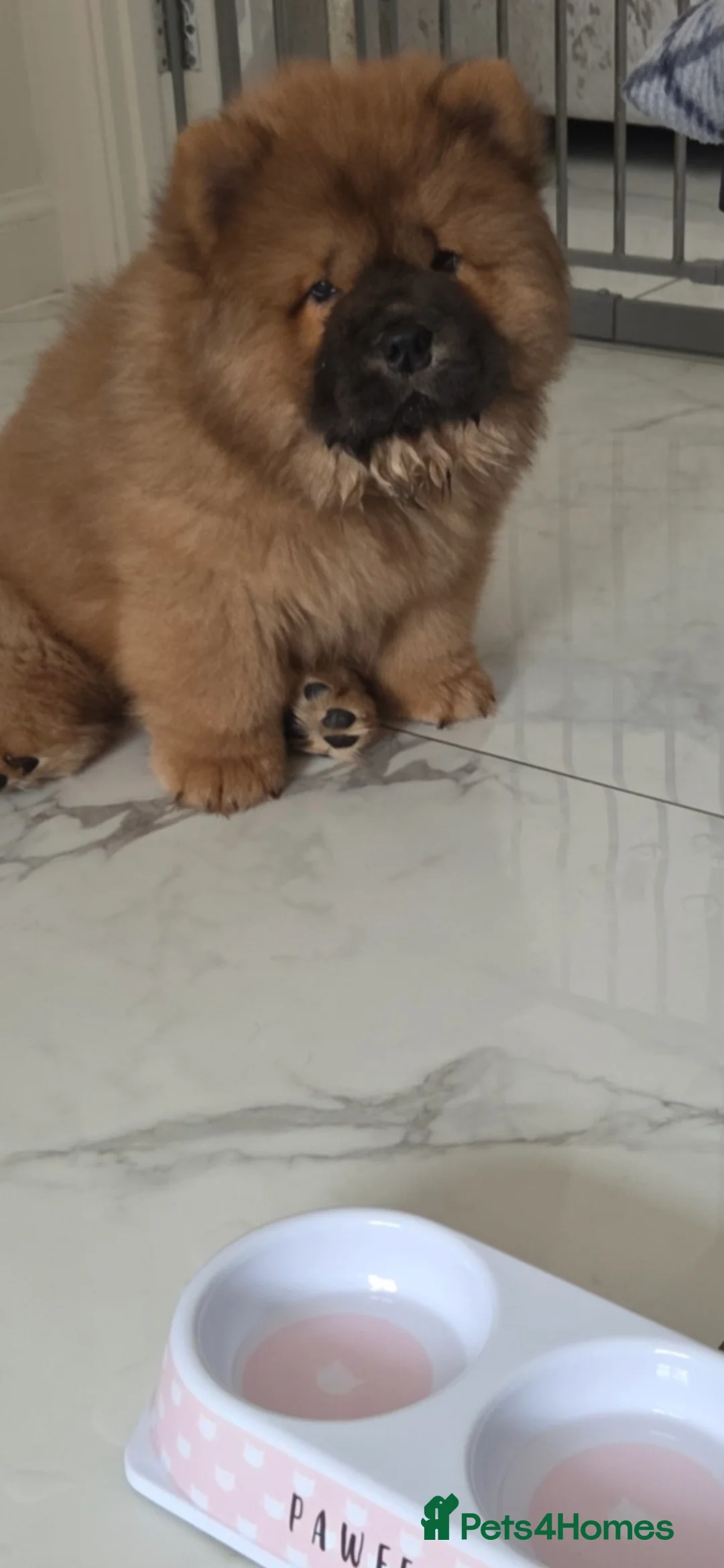 Chow Chow dogs for sale: READY NOW !!! KC REGISTERED CHOW CHOW GIRL - Advert 3