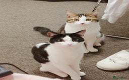 Mixed Breed cats for sale: Loving Bonded Pair of Cats Looking for a New Home - Image 1