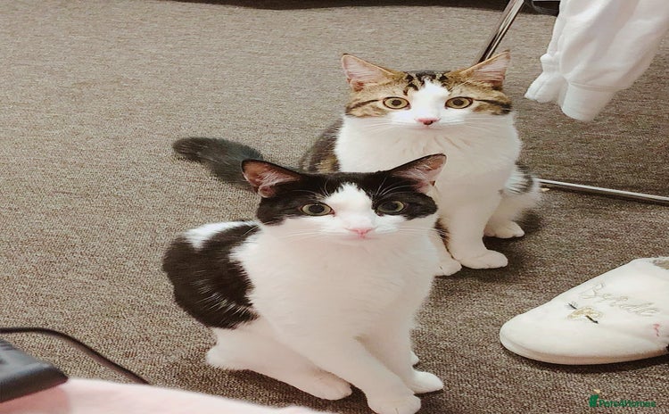 Mixed Breed cats - Advert 4