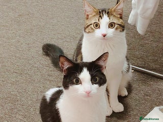 Mixed Breed cats for sale - Advert 1